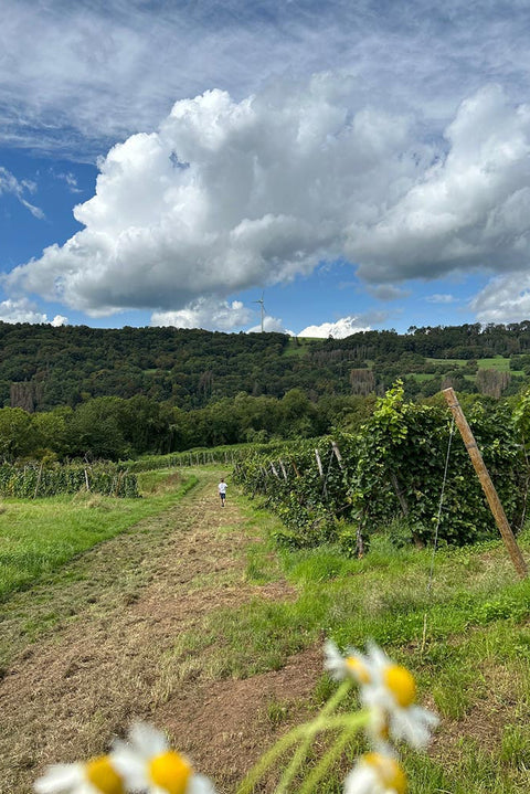 Sektfrühstück im Weinberg, So. 23.08.26