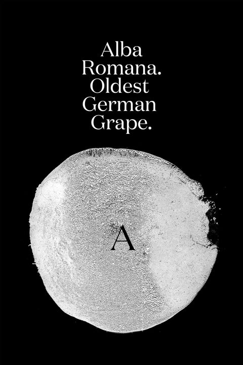 Alba Romana, Elbling 2024